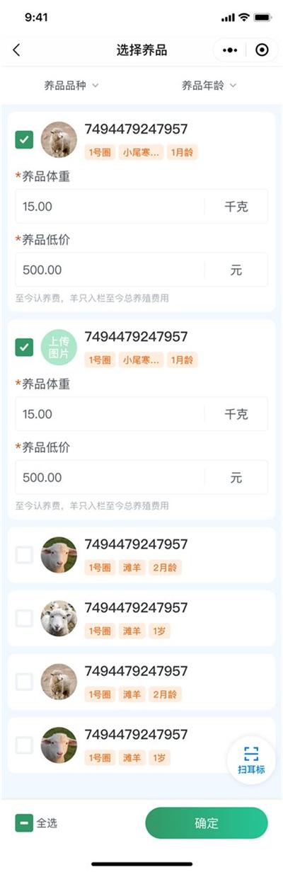 认养下单:挑选羊只